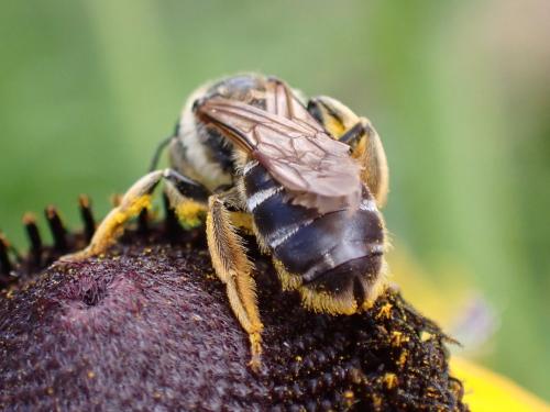 Halictus quadricinctus